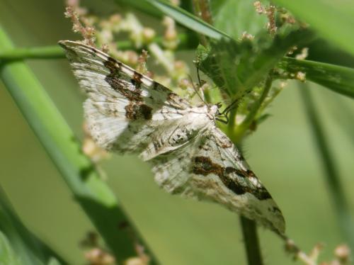 Réf. 305 131 : Xanthorhoe montanata