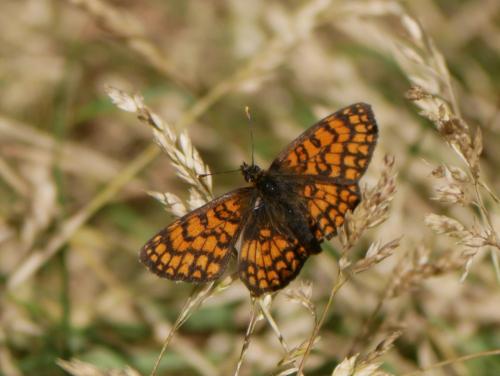 Melitaea athalia celadussa