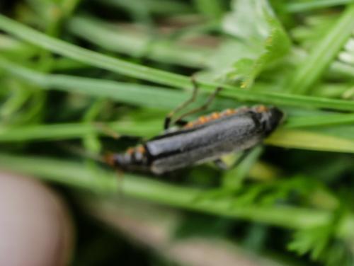 Réf. 305 146 : Cantharis sp.