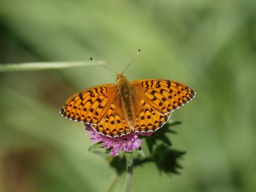 Argynnis aglaja