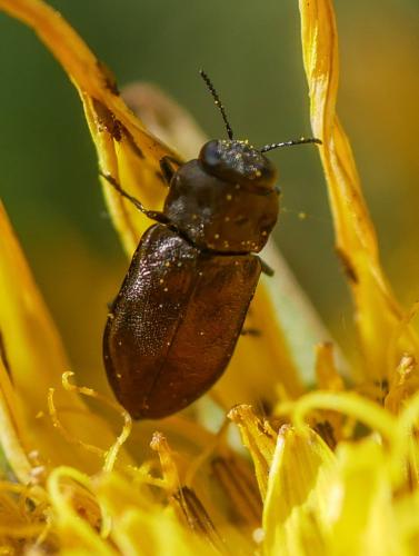 Réf. 305 200 : Anthaxia godeti