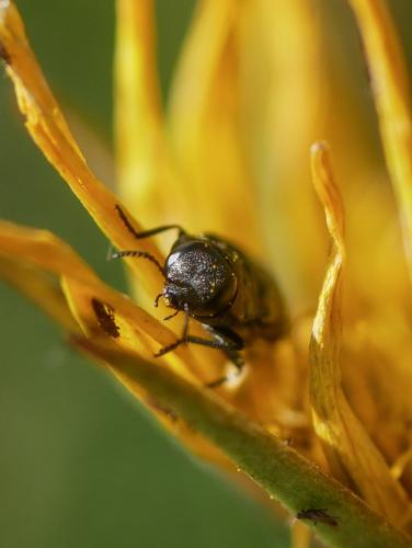 Anthaxia godeti