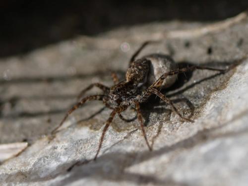 Pardosa sp.