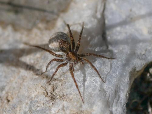 Réf. 305 199 : Pardosa sp.