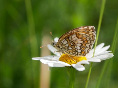 Réf. 305 193 : Melitaea sp.