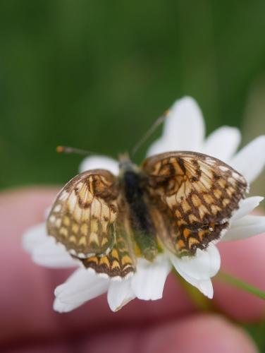 Melitaea sp.