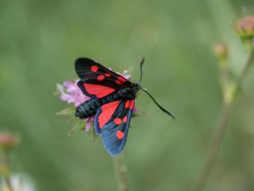 Zygaena sp.