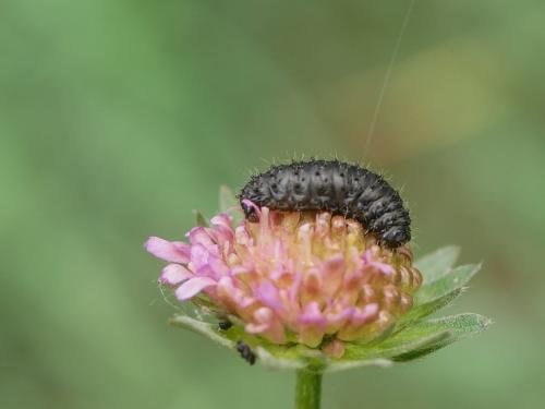 Réf. 305 195 : Galeruca sp.