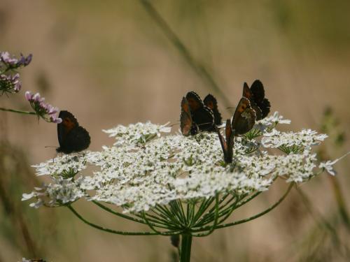 Réf. 305 256 : Erebia euryale