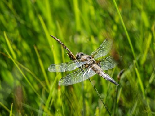Réf. 305 257 : Libellula quadrimaculata
