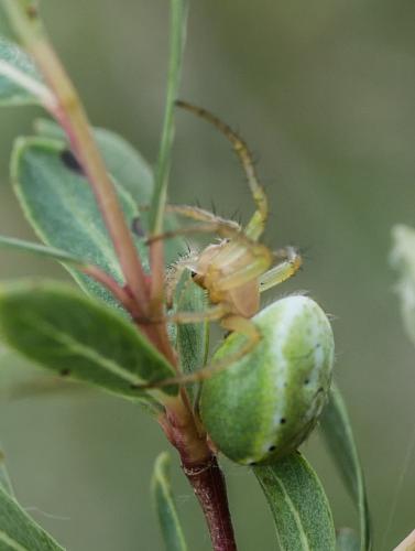 Araniella sp.