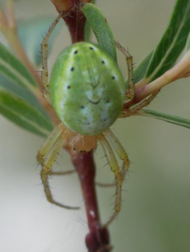Araniella sp.