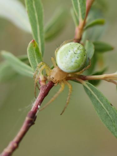 Araniella sp.