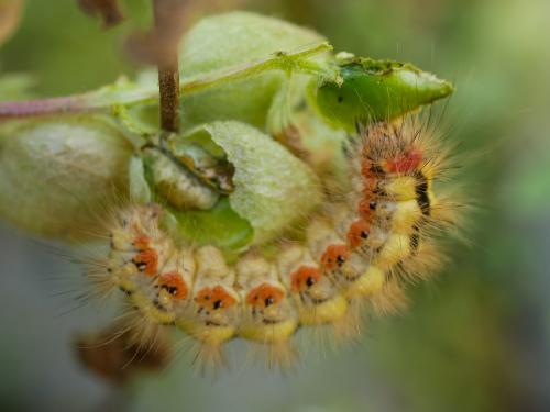 Réf. 305 280 : Acronicta euphorbiae