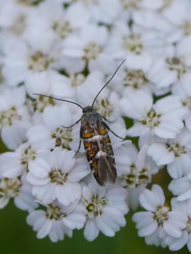 Réf. 305 281 : Heliodines roesella