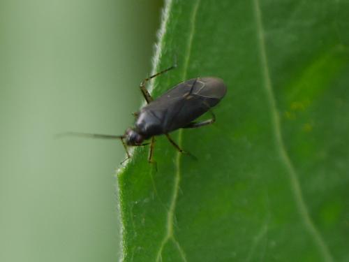 Réf. 305 927 : Plagiognathus arbustorum
