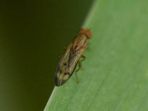 Opomyza germinationis