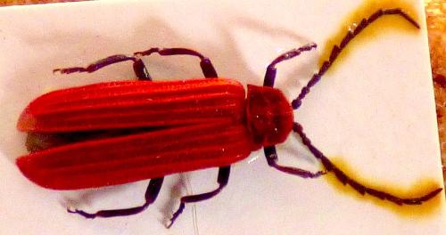 Lopheros rubens