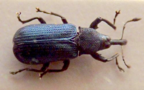 Réf. 305 718 : Magdalis violacea