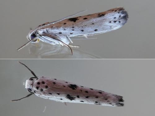 Yponomeuta plumbella