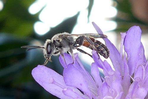 Lasioglossum nigripes