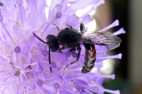 Lasioglossum nigripes