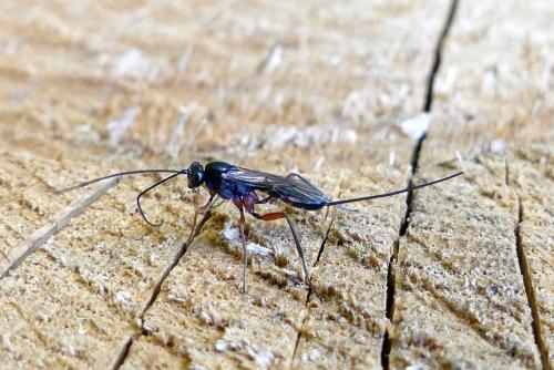 Lissonota sp.