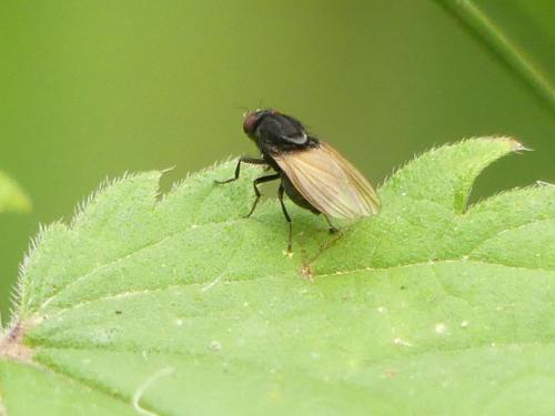 Réf. 305 045 : Minettia longipennis