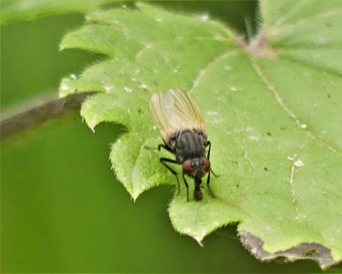 Minettia longipennis