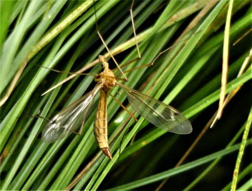Réf. 305 121 : Tipula sp.