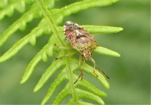 Elasmucha grisea