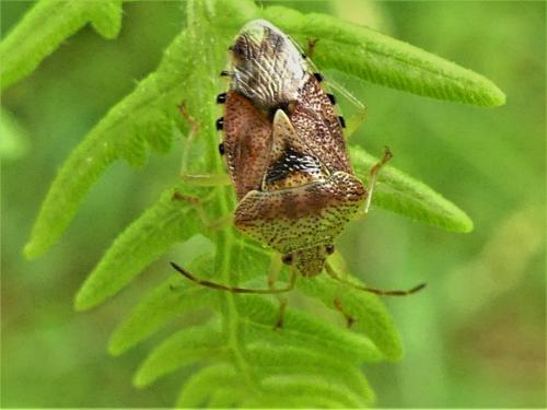 Elasmucha grisea