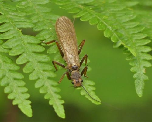 Réf. 305 099 : Perla marginata