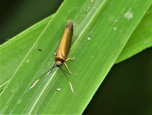 Roeslerstammia erxlebella