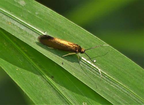 Roeslerstammia erxlebella