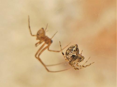 Réf. 305 821 : Parasteatoda tepidariorum