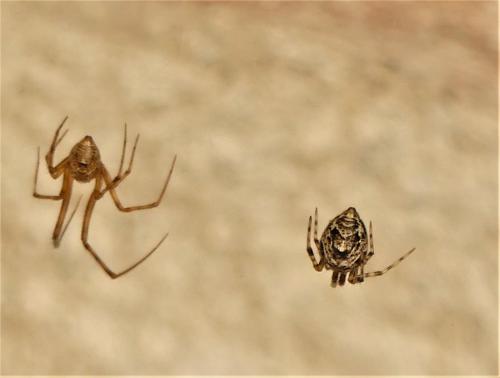 Réf. 305 820 : Parasteatoda tepidariorum