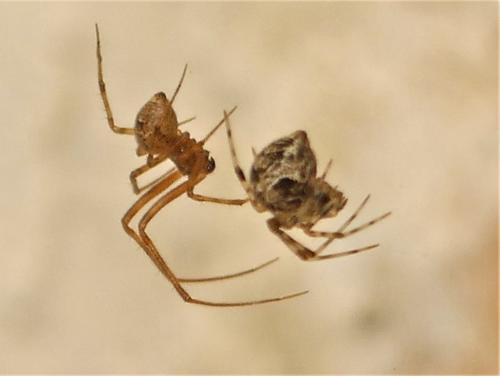 Réf. 305 822 : Parasteatoda tepidariorum