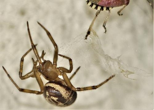 Réf. 305 930 : Steatoda nobilis