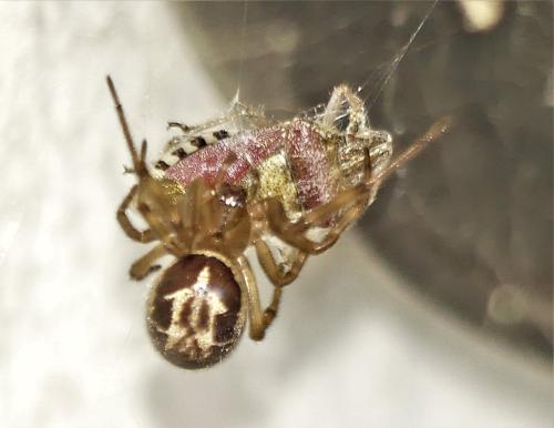 Réf. 305 932 : Steatoda nobilis