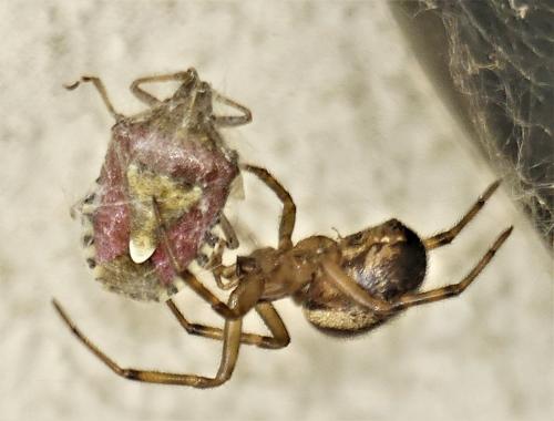 Réf. 305 931 : Steatoda nobilis