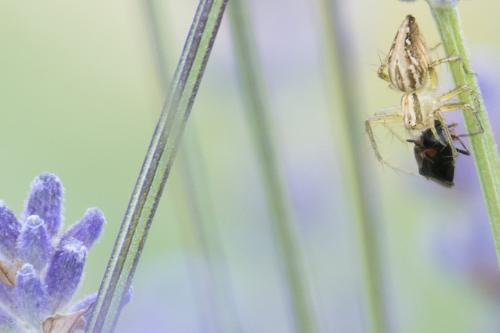 Deraeocoris ribauti