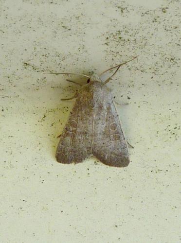 Hoplodrina blanda