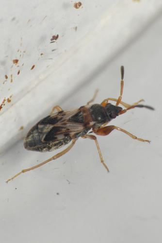 Scolopostethus sp.