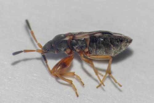 Scolopostethus sp.
