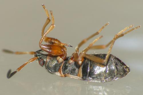 Réf. 305 698 : Scolopostethus sp.