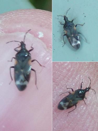 Réf. 305 265 : Anthocoris nemoralis