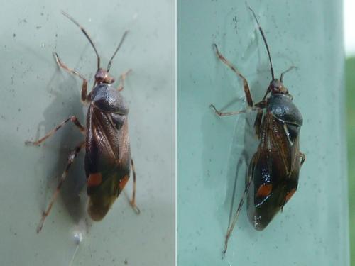Réf. 305 273 : Deraeocoris flavilinea