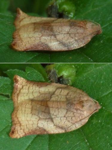 Réf. 305 025 : Archips podana
