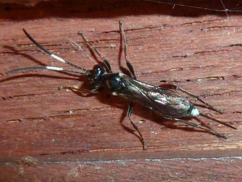 Cryptinae